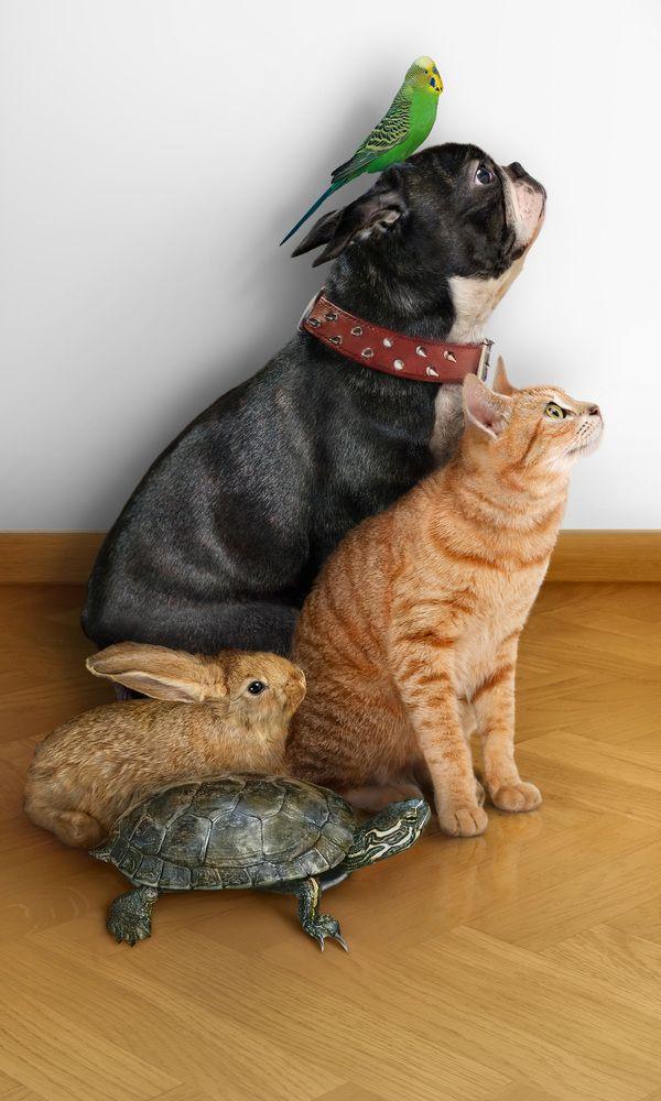 Mascotas